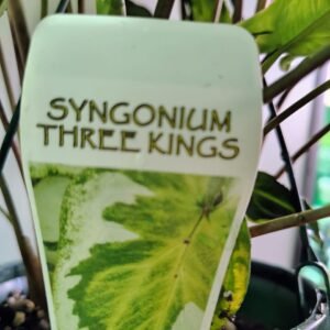 Syngonium Three Kings