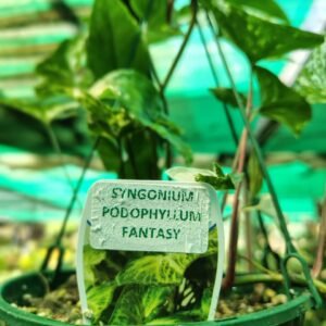 Syngonium Fantasy