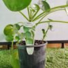 WhatsApp Image 2025 03 11 at 124602 c3d9d2e8 - GardenView Plant Nursery