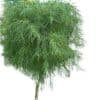 Acacia Cognata_GardenView Nursery