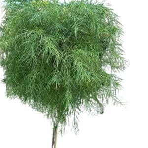 Acacia Cognata_GardenView Nursery