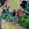 Acer-truncatum_GardenView-Nursery