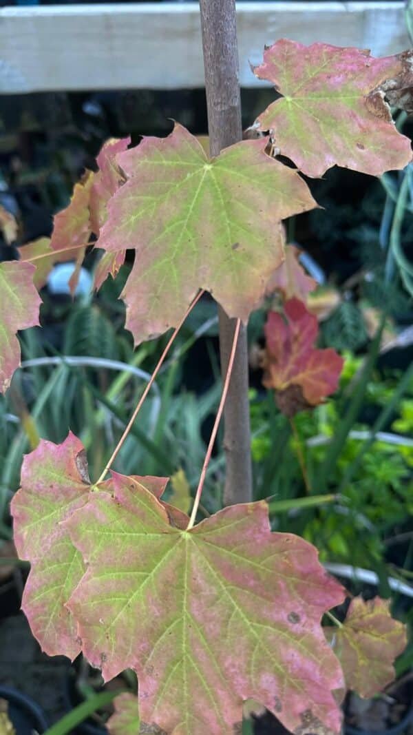Acer-truncatum_GardenView-Nursery