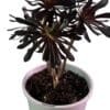 Aeonium-Purple-Rose_GardenView-Nursery