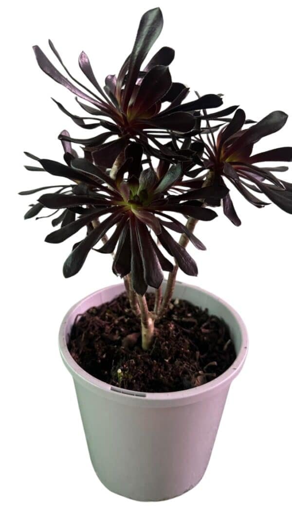 Aeonium-Purple-Rose_GardenView-Nursery