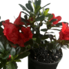 Azalea Mixed GardenView Nursery - GardenView Plant Nursery