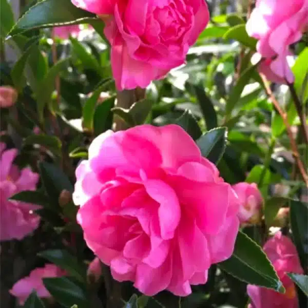 Camellia Sasanqua Jennifer Susan