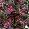Coleus-Mix-Colour_GardenView-Nursery