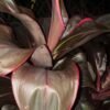 Cordyline Fruticosa Ruby_GardenView Nursery