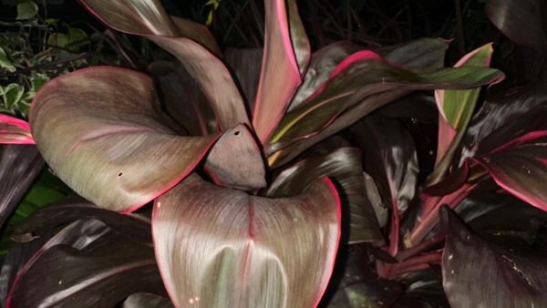 Cordyline Fruticosa Ruby_GardenView Nursery