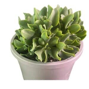 Crassula-Max-Cook_GardenView-Nursery
