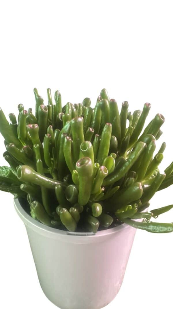 Crassula-Ovata-Gollum_GardenView-Nursery