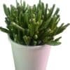 Crassula-Ovata-Gollum_GardenView-Nursery