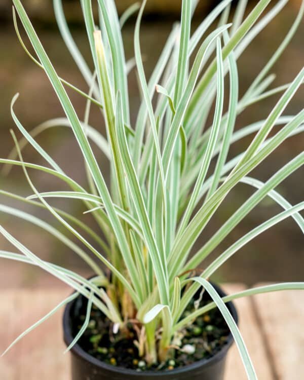 Tulbaghia Varigated