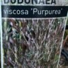 Dodonaea-Viscosa-Purpurea_Gardenview-Nursery