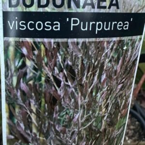 Dodonaea-Viscosa-Purpurea_Gardenview-Nursery