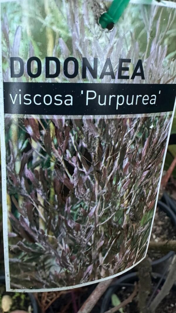 Dodonaea-Viscosa-Purpurea_Gardenview-Nursery