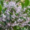 Elaeocarpus-reticuletus_GardenView-Nursery.