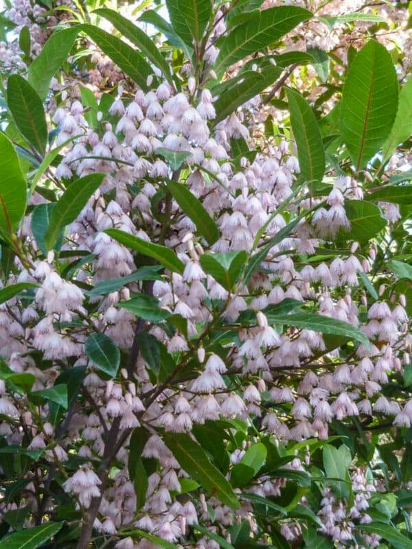 Elaeocarpus-reticuletus_GardenView-Nursery.