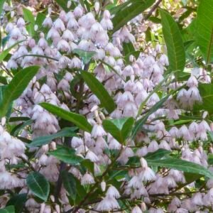 Elaeocarpus-reticuletus_GardenView-Nursery.