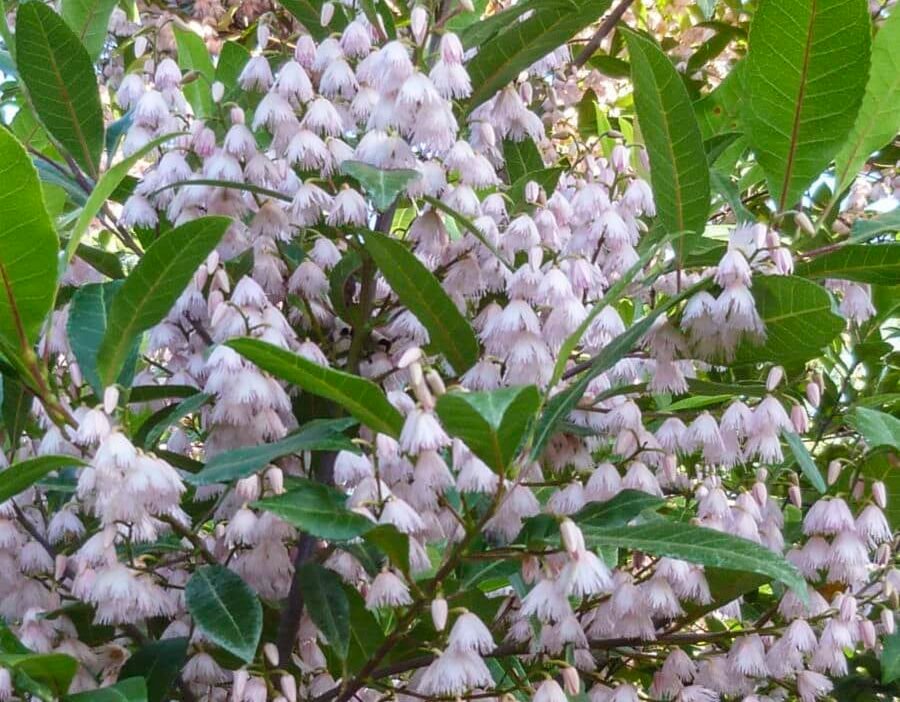 Elaeocarpus-reticuletus_GardenView-Nursery.