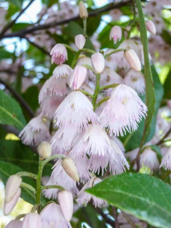 Elaeocarpus-reticuletus_GardenView-Nursery.