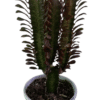 Euphorbia-Trigona_GardenView-Nursery