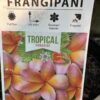 Frangipani-Mixed_GardenView-Nursery