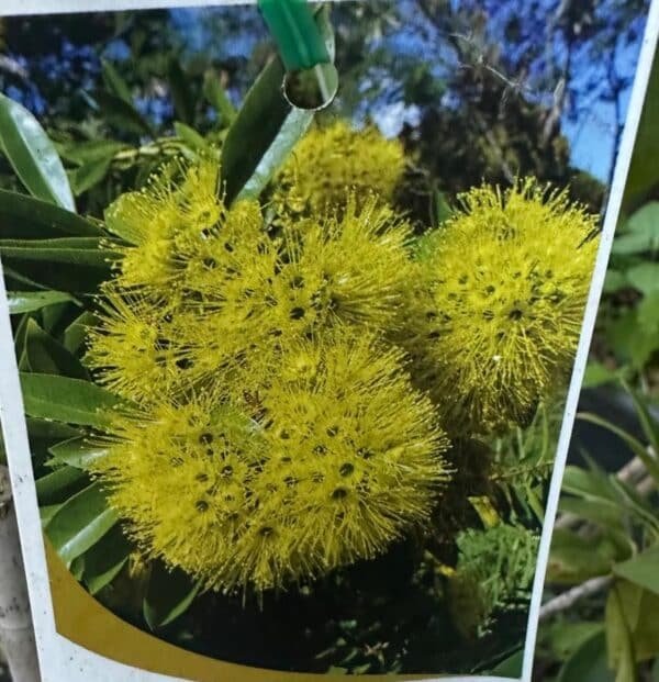 Golden Panda (Xanthostemon chrysanthus)