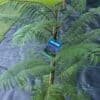 Jacaranda-Mimosifolia_GardenView-Nursey