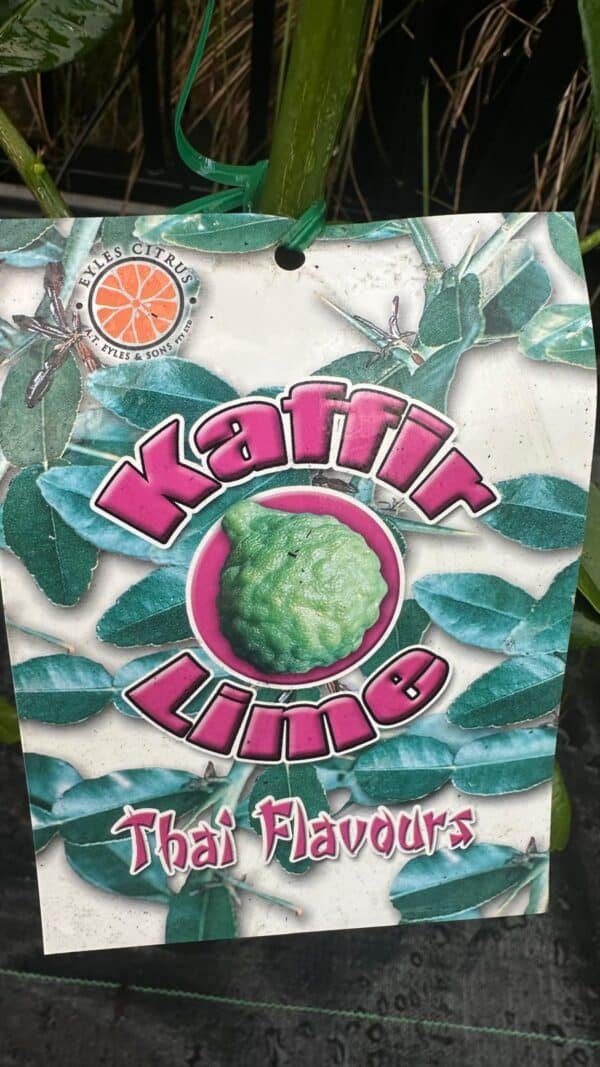 Kaffir-lime_GardenView-Nursery