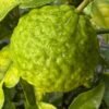 Kaffir-lime_GardenView-Nursery