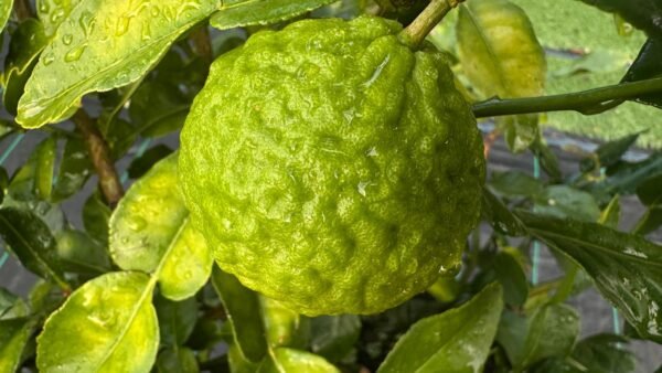 Kaffir-lime_GardenView-Nursery