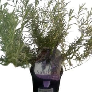 Lavandula-dentata_GardenView-Nursery