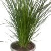 Lomandra-Nayalla_GardenView-Nursery