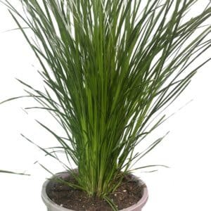 Lomandra-Nayalla_GardenView-Nursery