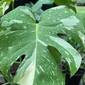 Monstera Thai Constellation Garden View Nursery