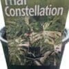 Monsteria Thai constellation Gardenview Nursery - GardenView Plant Nursery