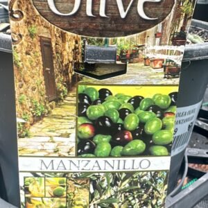 Olive-Manzanillo_Gardenview-Nursery