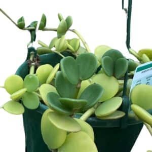 Peperomia-Hope_GardenView-Nursery