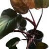 Philodendron-Pink-Princess_GardenView-Nursery