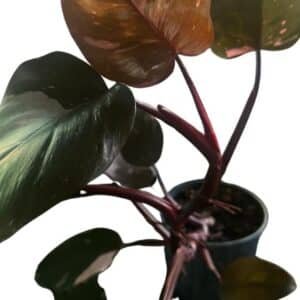 Philodendron-Pink-Princess_GardenView-Nursery