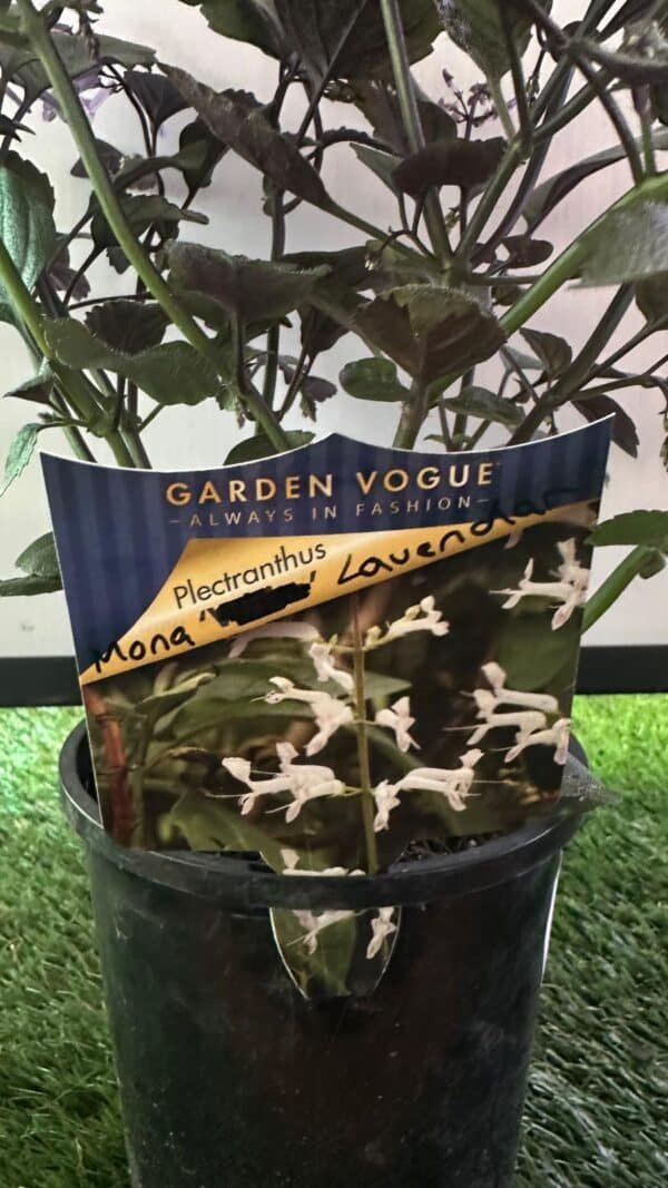 Plectranthus-Mona-lavender_GardenView-Nursery