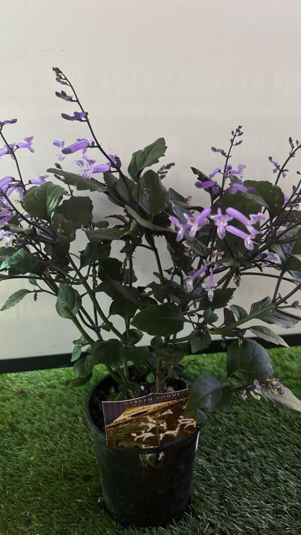 Plectranthus-Mona-lavender_GardenView-Nursery