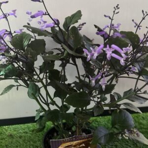 Plectranthus-Mona-lavender_GardenView-Nursery