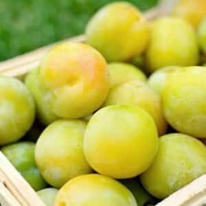 Plum-Greengage_GardenView-Nursery