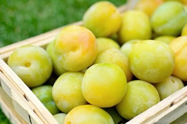Plum-Greengage_GardenView-Nursery