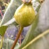Pyrus-Nashi-Pear_GardenView-Nursery