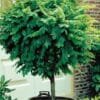 Robinia Mop Top_GardenView Nursery