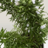 Rosemary_GardenView-Nursery
